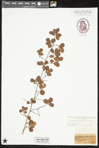 Crataegus uniflora image