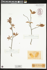 Amelanchier laevis image