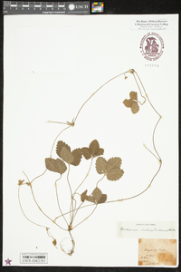 Potentilla indica image