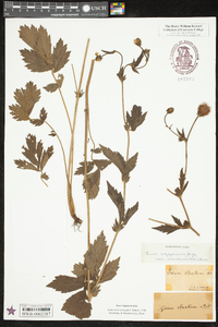 Geum aleppicum image