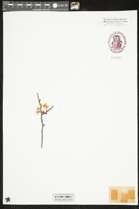 Prunus umbellata image