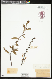 Prunus angustifolia image