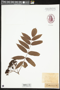 Sorbus americana image