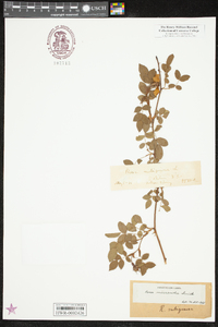 Rosa micrantha image