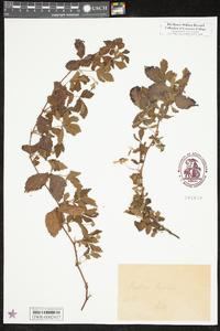 Rubus trivialis image