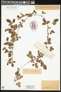 Rubus trivialis image