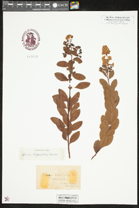 Spiraea latifolia image