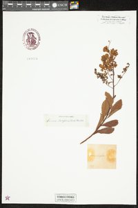 Spiraea latifolia image