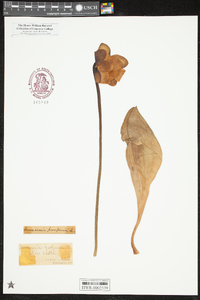 Sarracenia purpurea image