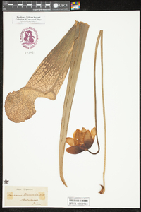 Sarracenia leucophylla image