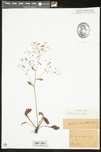 Saxifraga michauxii image