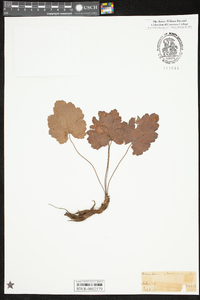 Heuchera americana image