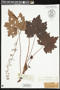 Heuchera villosa image