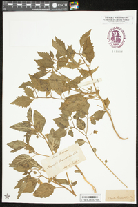 Physalis virginiana image