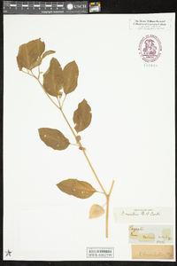 Physalis walteri image