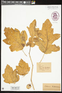 Solanum americanum image