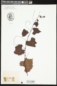 Vitis rotundifolia image