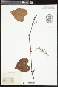 Vitis vulpina image