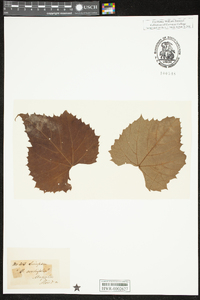 Vitis vulpina image