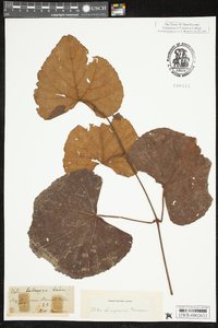 Vitis cinerea image