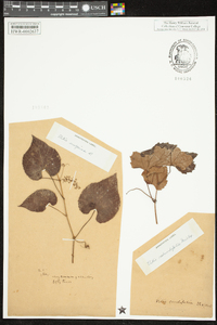 Vitis vulpina image