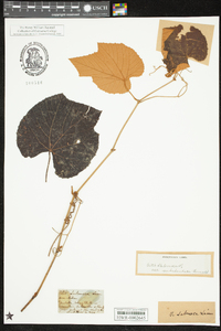 Vitis labrusca image