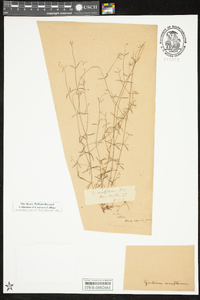 Galium uniflorum image