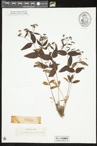 Houstonia longifolia image