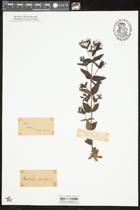 Houstonia longifolia image