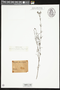 Hedyotis stenophylla image