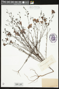 Agalinis filifolia image