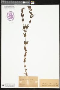 Agalinis auriculata image