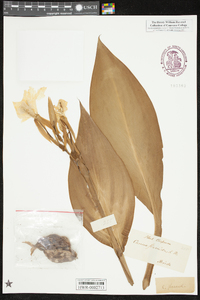 Canna flaccida image