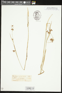 Rhynchospora glomerata image