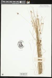 Rhynchospora filifolia image