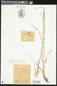 Rhynchospora latifolia image