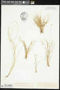 Rhynchospora micrantha image