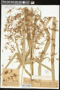 Rhynchospora corniculata image