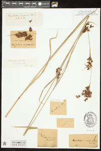 Rhynchospora caduca image