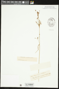 Rhynchospora scutellata image