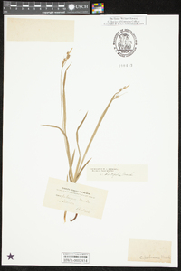 Carex hirtifolia image