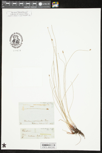 Eleocharis montevidensis image