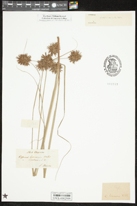 Cyperus planifolius image