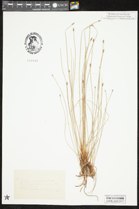 Eleocharis montevidensis image