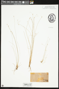 Eleocharis vivipara image