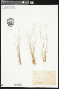 Eleocharis microcarpa var. brittonii image