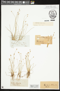 Eleocharis albida image