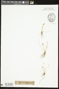 Eleocharis albida image