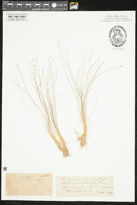 Eleocharis microcarpa image