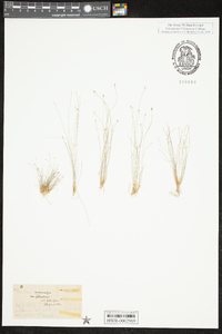 Eleocharis microcarpa image